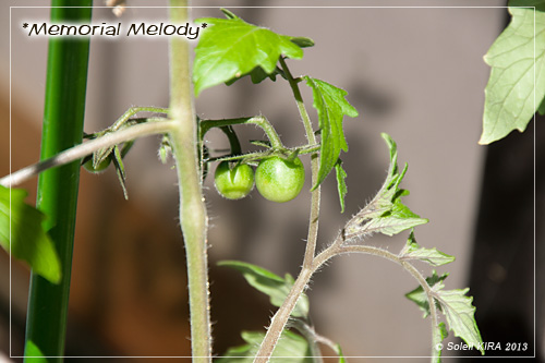 ミニトマト 水耕栽培 130503tomato.jpg