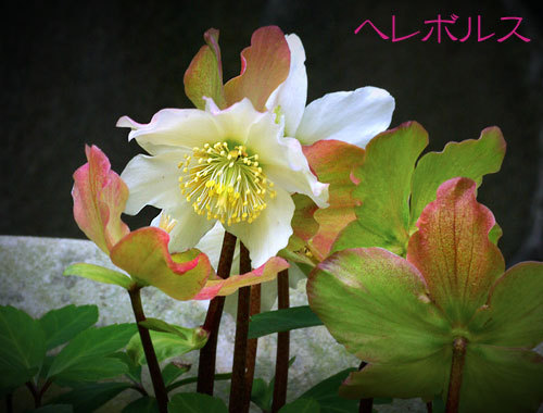へレボルス.jpg
