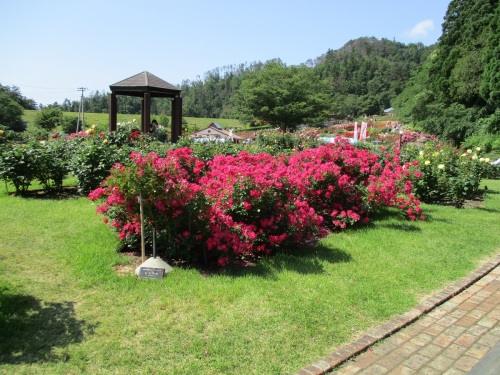 東沢バラ園