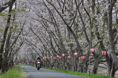 2016桜トンネル.jpg