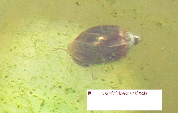 畑のバケツに中にいる 貝 さん サカマキガイ 逆巻貝 はた坊のブログ 家庭菜園を始めて17年目に 9月からは菜園に専念に なりました 楽天ブログ