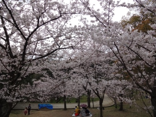 3.2016年桜 西公園  (6).JPG