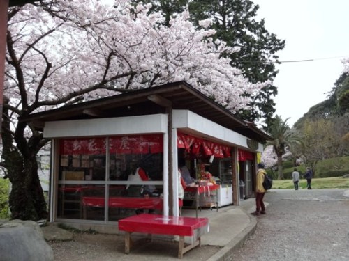 2.2016年桜 宮地嶽神社 (18).JPG