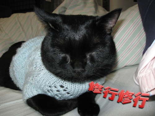 猫のセーター7.jpg