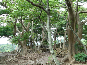沖縄32.jpg
