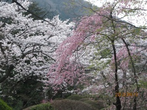 IMG_2119桜1.jpg