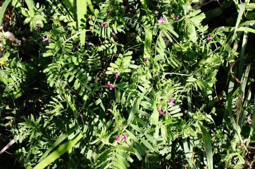 20160417 ヤハズエンドウ 4.jpg