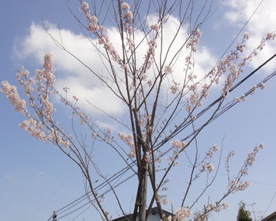 桜1204下.jpg