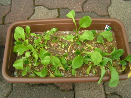 PICT0006.JPG