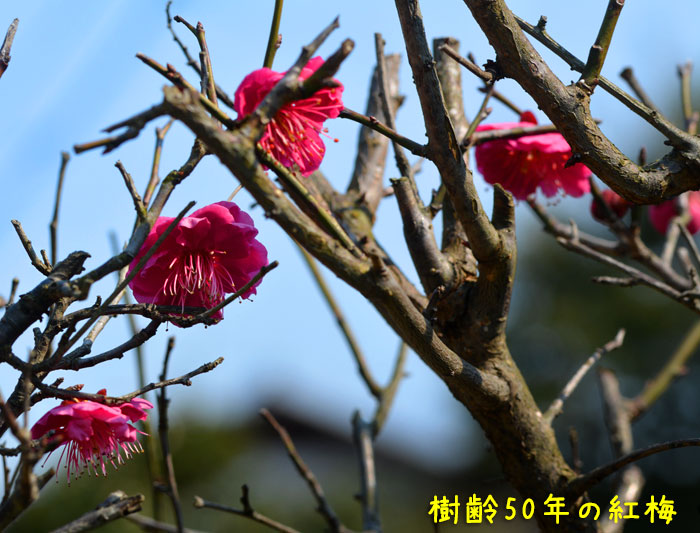 久しぶりに 一眼レフで庭の花 Kororin日記 楽天ブログ