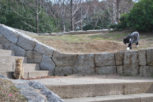 岸和田中央公園の悪猫3