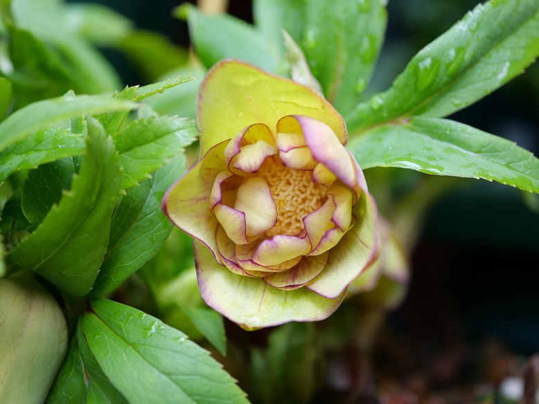 7th ブラウニーダブル開花 | 植物男子ツボニワー - 楽天ブログ