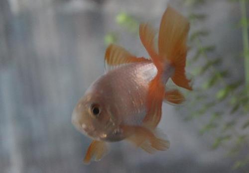 20150927 地金3.jpg