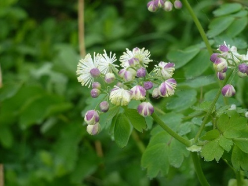 高山植物.JPG