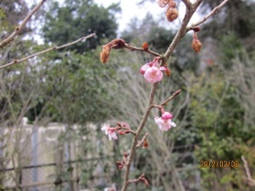 IMG_1820桜.jpg