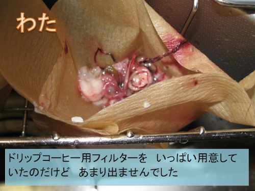 サンマ11.jpg