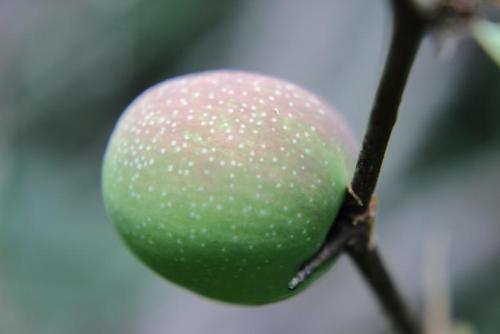 20160515 木瓜　果実2.jpg