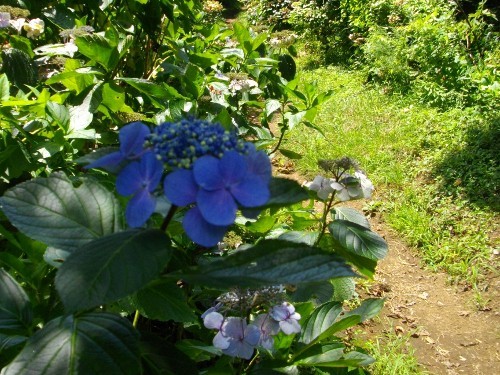 湯坂路浅間山登山道 (2) (500x375).jpg