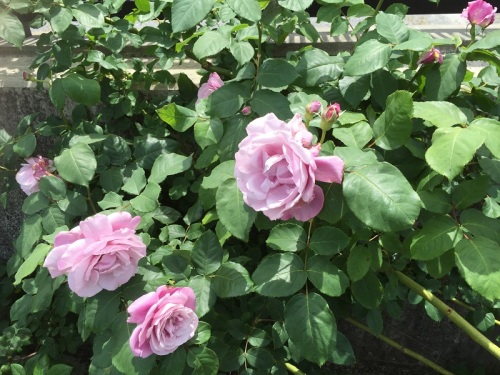 2016-05-05 12.27.25.jpg