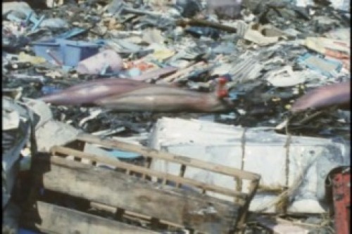 PDVD_020.jpg