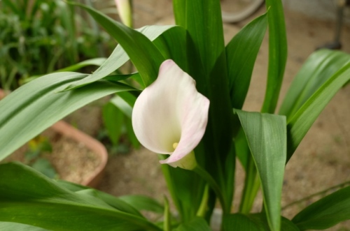 8.Jun.2017 CALLA LILY.jpg