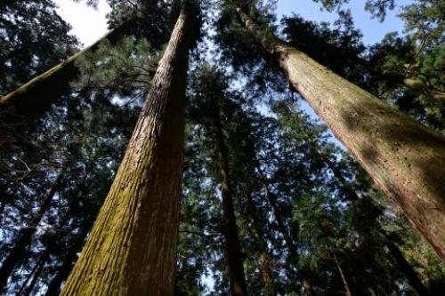 pict-室生寺 32.jpg