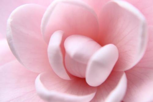 20151220 オトメツバキ.jpg