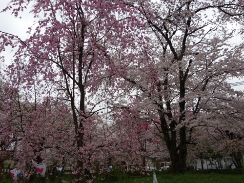 平野神社 (4).JPG