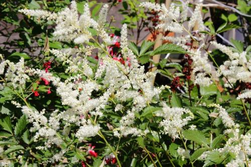 20160521 アスチルベ(白) 4.jpg