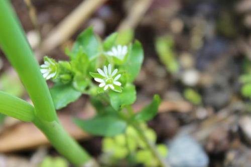 20150322 コハコベ.jpg