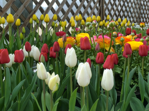 植物園2013-2-3.JPG