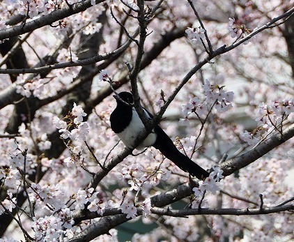 桜／ぽっちゃり小鳥さん.jpg