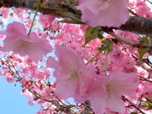 庭の桜満開3.jpg