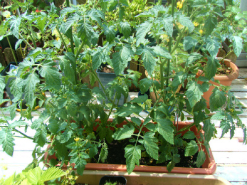 DSCF8254.jpg
