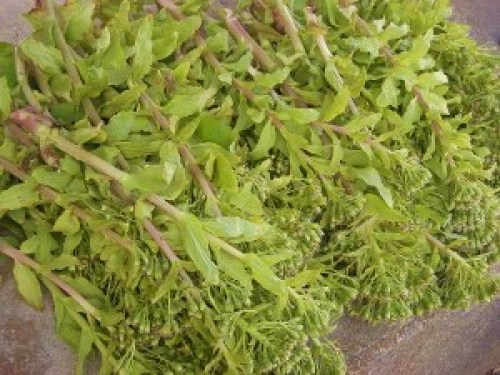 DSCN7795 (300x225).jpg