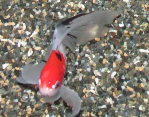 20140803 朱文金2.jpg