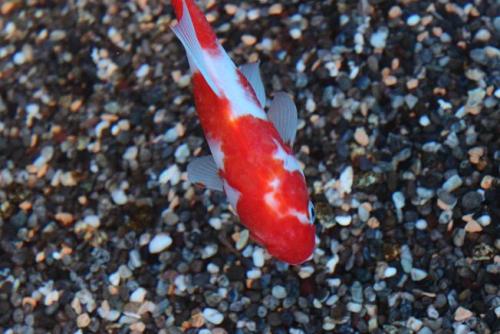 20160403 桜朱文金2.jpg