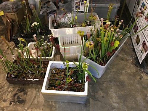 ボーダーブレイクでした 僕の食虫植物日記 楽天ブログ ボーダーブレイクでした 僕の食虫植物日記 楽天ブログ