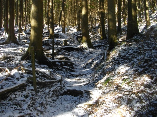 乙女峠登山道 (1).JPG