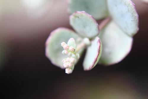 21050919 多肉2.jpg