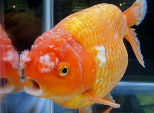 2ページ目の 金魚フェア 水族館 動物園 出目金魚ぶろぐ 楽天ブログ 2ページ目の 金魚フェア 水族館 動物園 出目金魚ぶろぐ 楽天ブログ