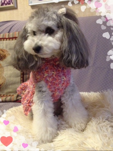 201401271658_3382_iphone.jpg