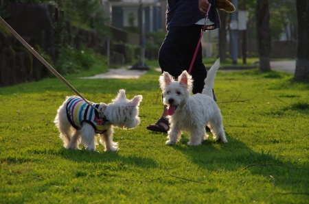 IMGP0992.jpg