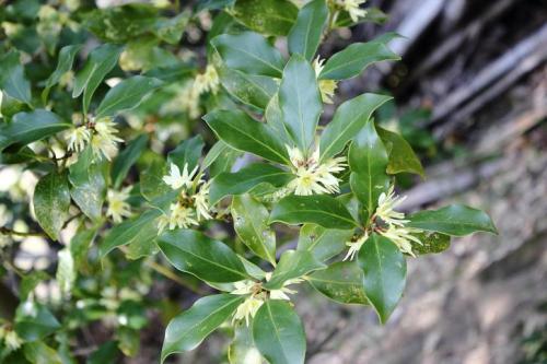 20160320 シキミ3.jpg