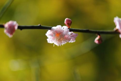 20160228 梅　ピンク八重 4.jpg