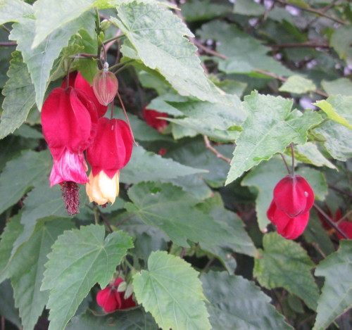 IMG_3774.jpg