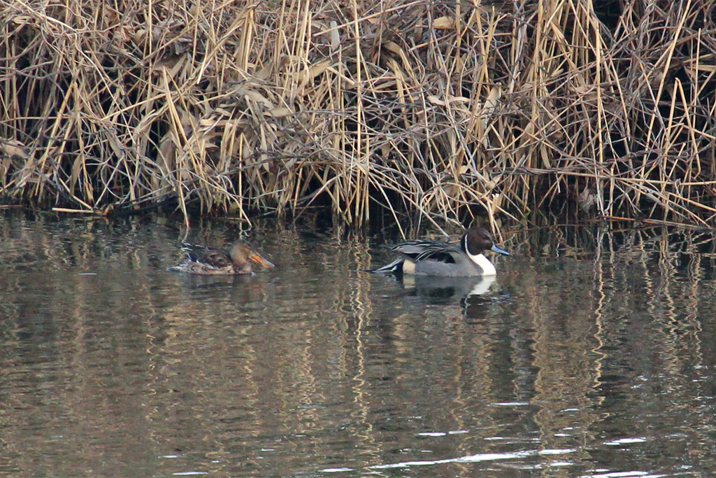 オナガガモとハシビロガモ（東京港野鳥公園）
