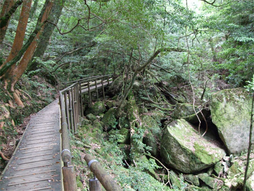 屋久島48.jpg