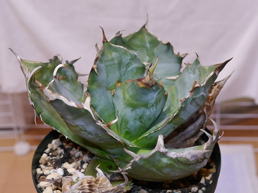 我が家の1軍アガベ | 植物男子ツボニワー - 楽天ブログ