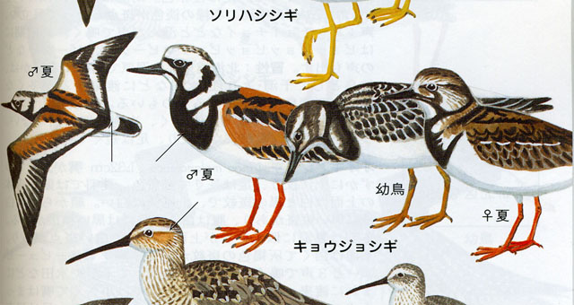 1Field guide to birds of Japan.JPG